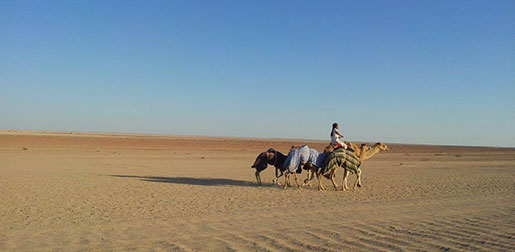 Linguistics in Arabia