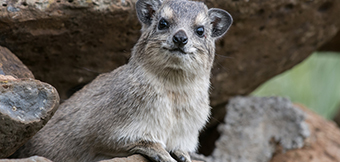 Rock hyraxes, reindeer and re-evaluating value: Do endangered languages matter?