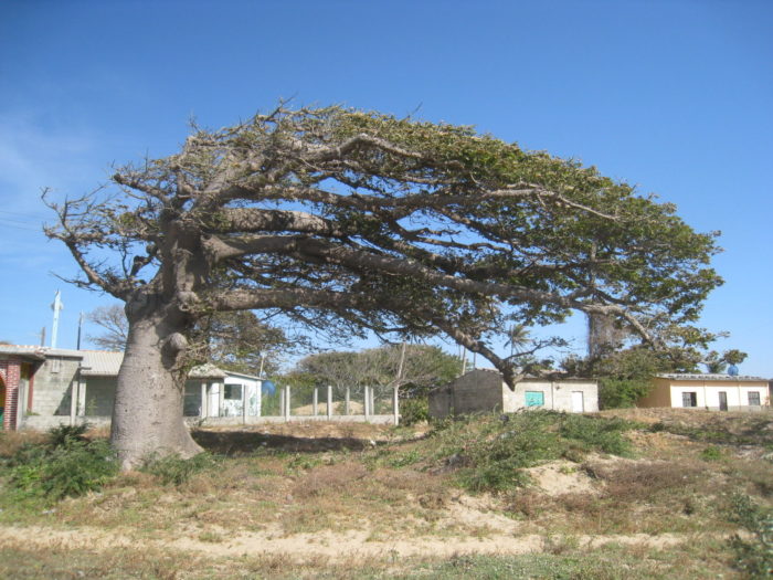 Yuni Kim: Creating resources in and for San Francisco del Mar Huave, a near-dormant language